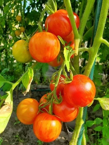 Tigerella rot