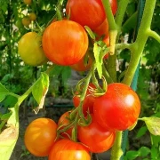 Tigerella rot