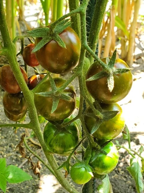 Tigrino (Cherrytomate)