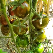 Tigrino (Cherrytomate)