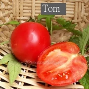 Tom