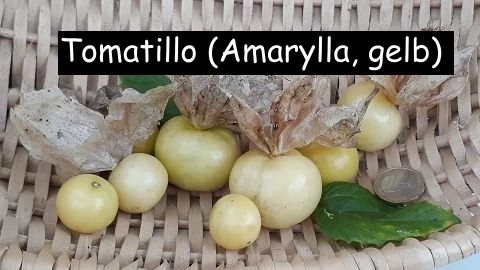 Tomatillo AMARYLLA