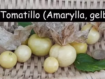Tomatillo AMARYLLA