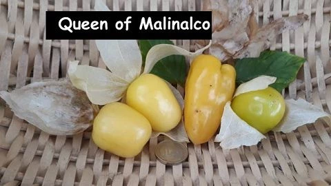 Tomatillo Queen of Malinalco