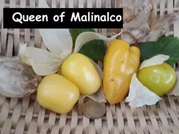 Tomatillo Queen of Malinalco