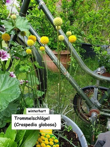 Trommelschlägel