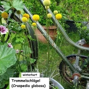 Trommelschlägel