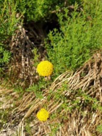 Trommelschlägel