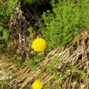 Trommelschlägel