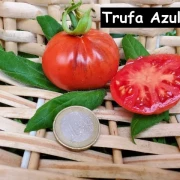 Trufa Azul / blauer Trüffel