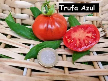 Trufa Azul / blauer Trüffel