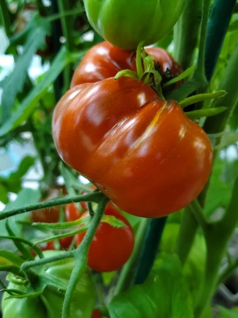 Trufa Azul / blauer Trüffel