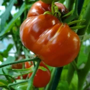 Trufa Azul / blauer Trüffel