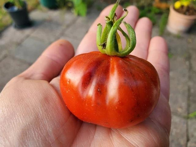 Trufa Azul / blauer Trüffel