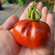 Trufa Azul / blauer Trüffel