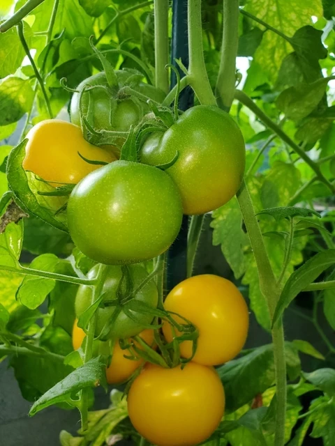 Tschechische gelbe Stabtomate