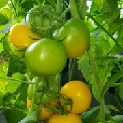 Tschechische gelbe Stabtomate