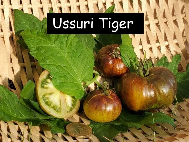 Ussuri Tiger