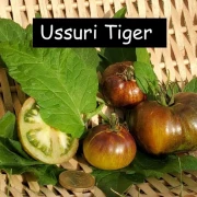 Ussuri Tiger