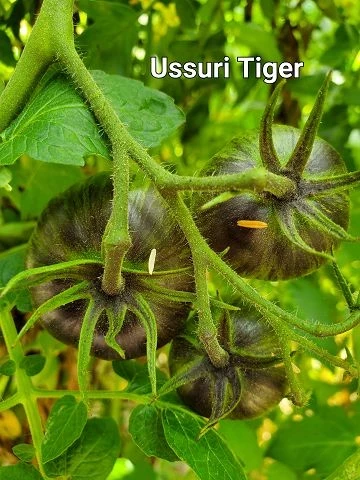 Ussuri Tiger