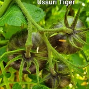 Ussuri Tiger