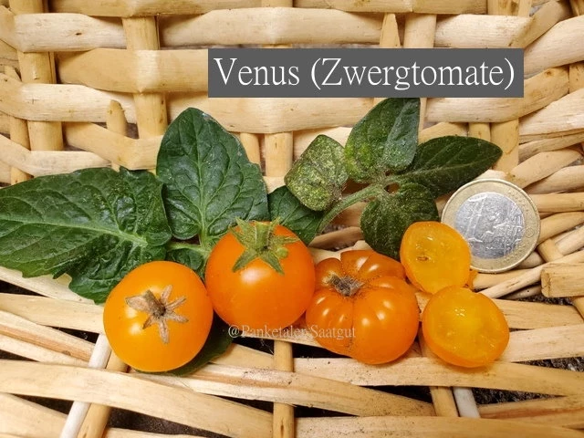 Venus (Zwergtomate)