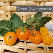Venus (Zwergtomate)