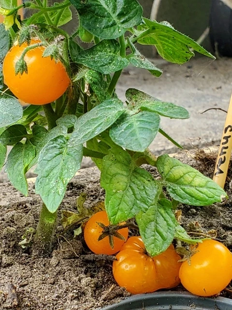 Venus (Zwergtomate)