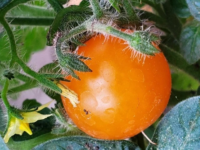 Venus (Zwergtomate)