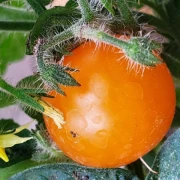 Venus (Zwergtomate)
