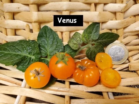 Venus (Zwergtomate)