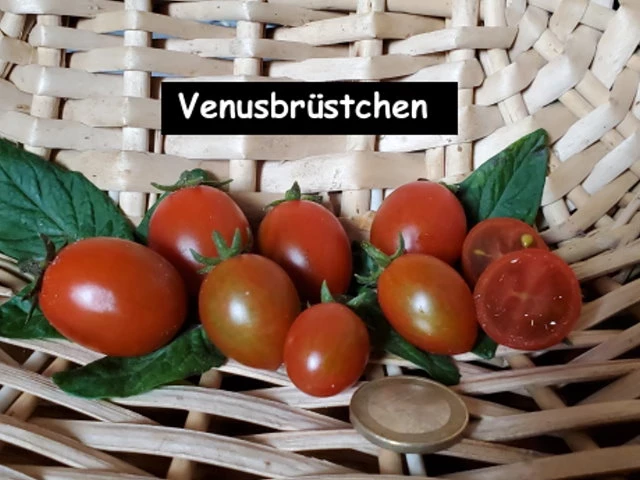 Venusbrüstchen (Cocktailtomate)