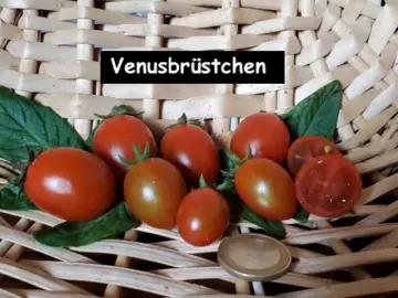 Venusbrüstchen (Cocktailtomate)