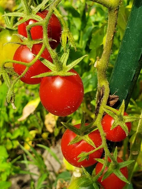 Venusbrüstchen (Cocktailtomatensorte