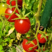 Venusbrüstchen (Cocktailtomatensorte