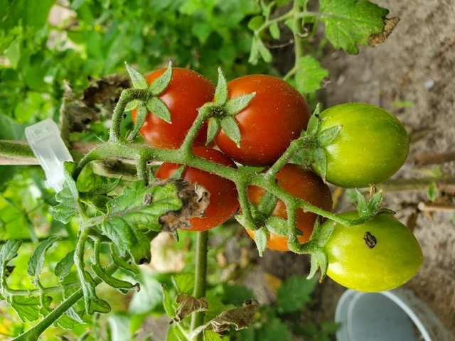 Venusbrüstchen (Cocktailtomatensorte