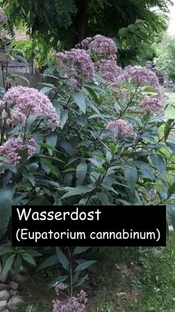 Wasserdost (Eupatorium cannabinum)