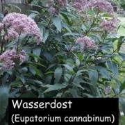 Wasserdost (Eupatorium cannabinum)