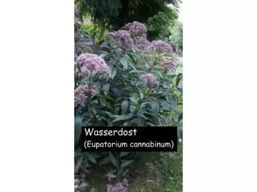 Wasserdost (Eupatorium cannabinum)