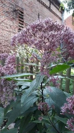 Wasserdost (Eupatorium cannabinum)