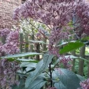 Wasserdost (Eupatorium cannabinum)