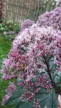 Wasserdost (Eupatorium cannabinum)