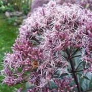 Wasserdost (Eupatorium cannabinum)