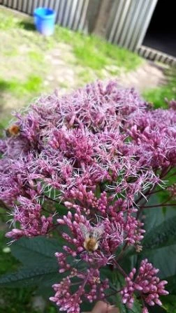 Wasserdost (Eupatorium cannabinum)