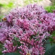 Wasserdost (Eupatorium cannabinum)