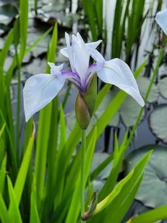 Wasserschwertlilie  (lila)