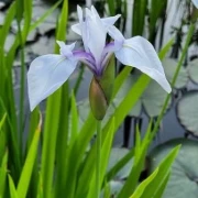 Wasserschwertlilie  (lila)