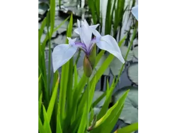 Wasserschwertlilie  (lila)