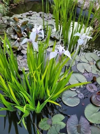 Wasserschwertlilie  (lila)