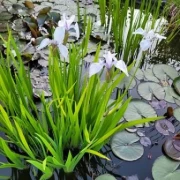 Wasserschwertlilie  (lila)